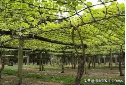 山东种植发展淄博博山猕猴桃 一干两蔓 标准树形的培养及其六大特点