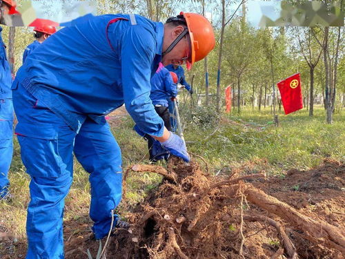 电石厂党总支组织党员移植树木 助力220变电站项目推进